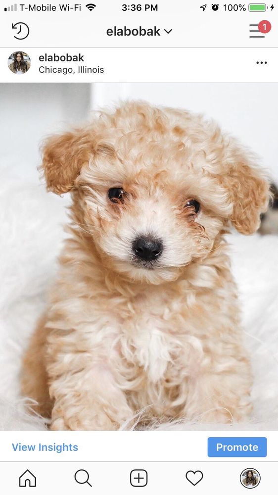 SANDI’S DOG GROOMING Updated August 2024 6657 111th St, Worth