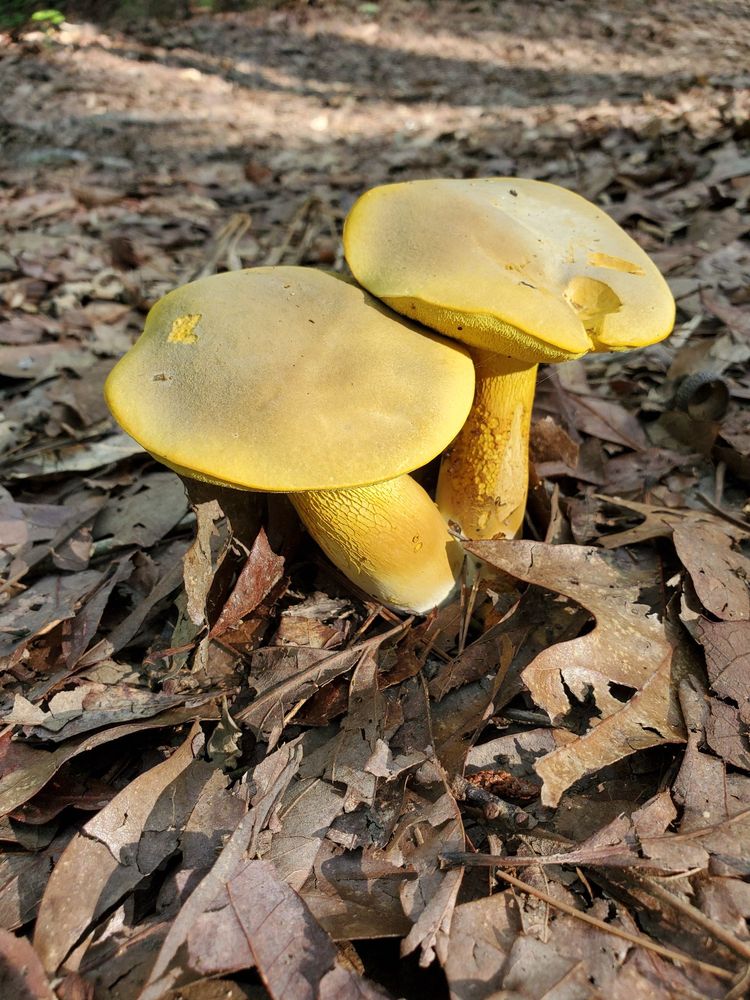 Sugarloaf Mountain Summit Trail Logo