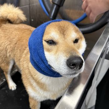 Quick Paw Wash - Pet Groomers Near Me - Herndon, Virginia