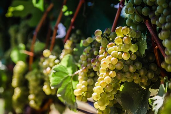 vinAmité Cellars - Winery and Wine Lounge by null