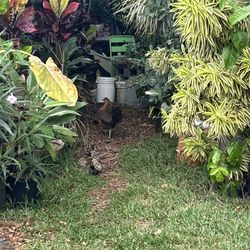 Happy Plants Nursery - Look at all those chickens!