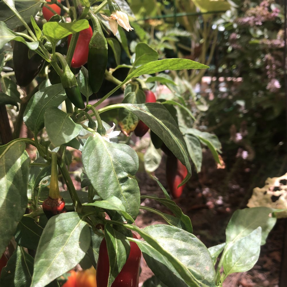 Sego Nursery - Nurseries & Gardening Near Me - Valley Village, California