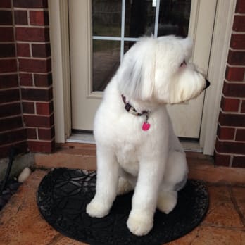 Pawsh Dog House - Happy, pretty Puppy :-) - Pet Groomers Near Me - Houston, Texas