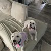Zoomin Groomin gift card