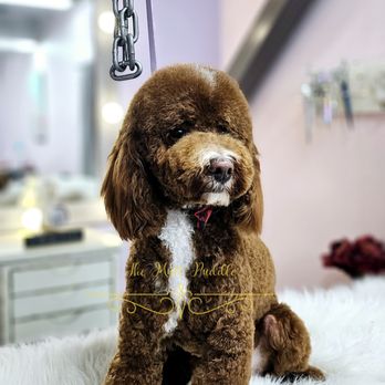 Mutt Puddle - Pet Groomers Near Me - McKinney, Texas Mutt Puddle - Pet Groomers Near Me - McKinney, Texas