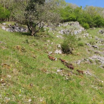 Cheddar Caves & Gorge - Soay sheep single file up the gorge green. - Landmarks & Historical Buildings Near Me - Cheddar, SOM Cheddar Caves & Gorge - Soay sheep single file up the gorge green. - Landmarks & Historical Buildings Near Me - Cheddar, SOM