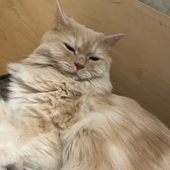 Cat Café MOFF - Themed Cafes Near Me - Honolulu, Hawaii Cat Café MOFF - Themed Cafes Near Me - Honolulu, Hawaii