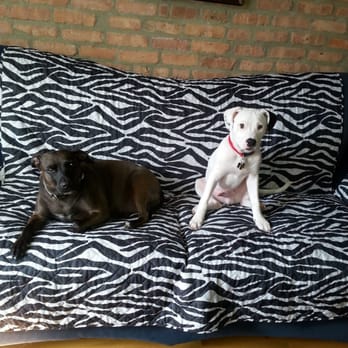 Doggy Style Pet Shop - Pet Groomers Near Me - Chicago, Illinois Doggy Style Pet Shop - Pet Groomers Near Me - Chicago, Illinois