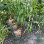 Photo of Ultimate Hydroponic Gardening Suppliers