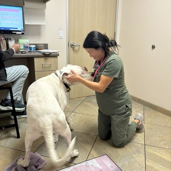 Coastview Veterinary Hospital - Veterinarians Near Me - San Diego, California Coastview Veterinary Hospital - Veterinarians Near Me - San Diego, California