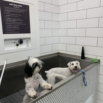 PetSmart - Elsie and Lagarfeld trying out self bath - Pet Stores Near Me - DALLAS, Texas PetSmart - Elsie and Lagarfeld trying out self bath - Pet Stores Near Me - DALLAS, Texas