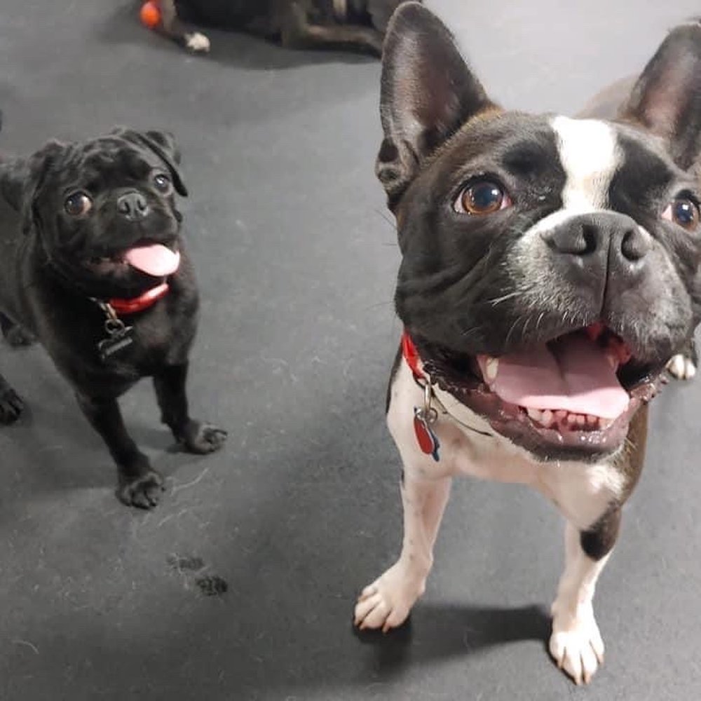Pals for Pups - My two pups - Pet Sitting Near Me - Roselle, Illinois Pals for Pups - My two pups - Pet Sitting Near Me - Roselle, Illinois