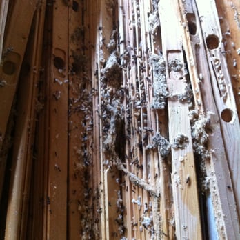 Clark's Advanced Pest Control - Carpenter Ant colony - Pest Control Near Me