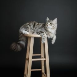 Quivive Siberian Forest Cats - One of our beloved Siberians