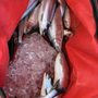 Photo of Headhunter Sport Fishing