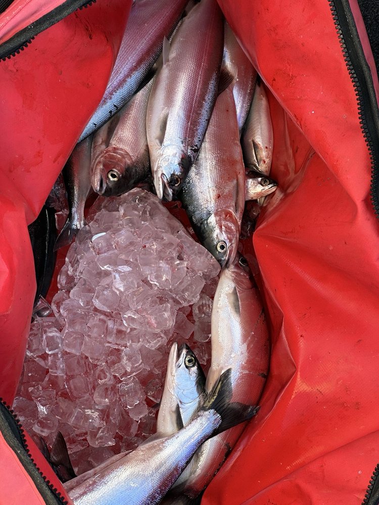 Headhunter Sport Fishing Logo