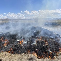 Firebreak Management