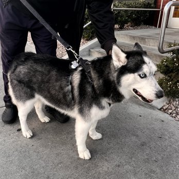 Vinny’s Wolfpack - Pet Groomers Near Me
