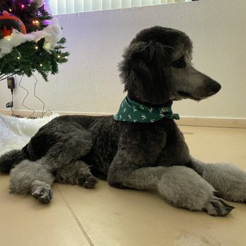 Velvet Bow Mobile Pet Grooming - Pet Groomers Near Me