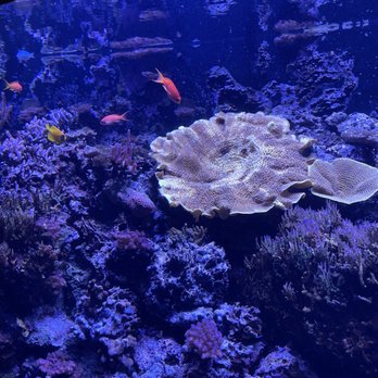 Seattle Aquarium - Fish and Coral - Aquariums Near Me - Seattle, Washington