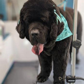 Fairy Tails Mobile Pet Spa - Pet Groomers Near Me Fairy Tails Mobile Pet Spa - Pet Groomers Near Me