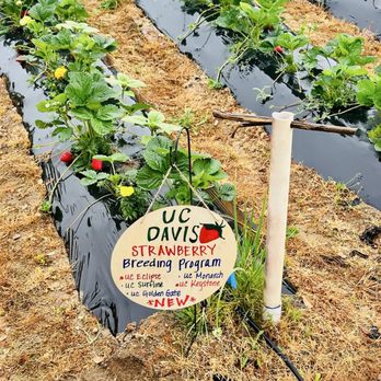 Granny Mays Strawberry Farm - Pick Your Own Farms Near Me - Granite Bay, California Granny Mays Strawberry Farm - Pick Your Own Farms Near Me - Granite Bay, California