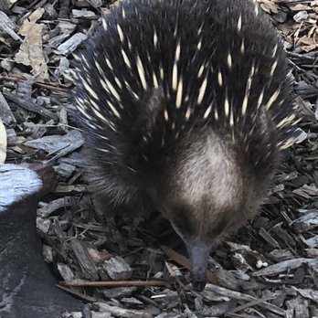 Bonarong Wildlife Sanctuary - Zoos Near Me - Brighton, TAS