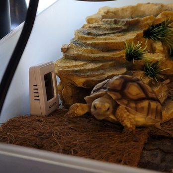 Animal Jungle pet shop - Koopa,I love him thank you animal jungle for making these amazing babies available...coming back for another! - Reptile Shops Near Me - Stow, Ohio Animal Jungle pet shop - Koopa,I love him thank you animal jungle for making these amazing babies available...coming back for another! - Reptile Shops Near Me - Stow, Ohio