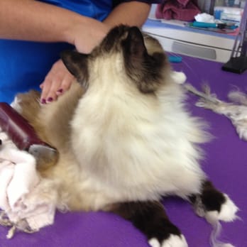 Trans-fur-mations - Pet Groomers Near Me - Suffolk, Virginia