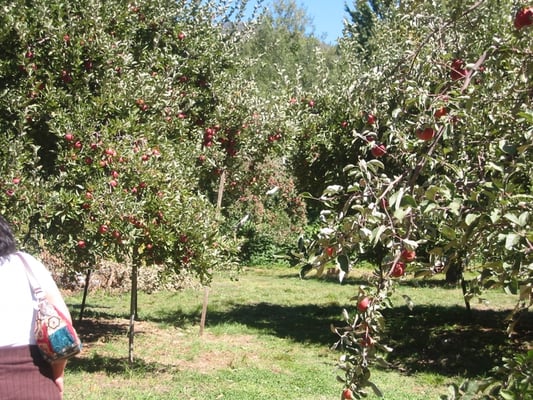 Willowbrook Apple Farm by null