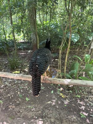 Parque das Aves by null