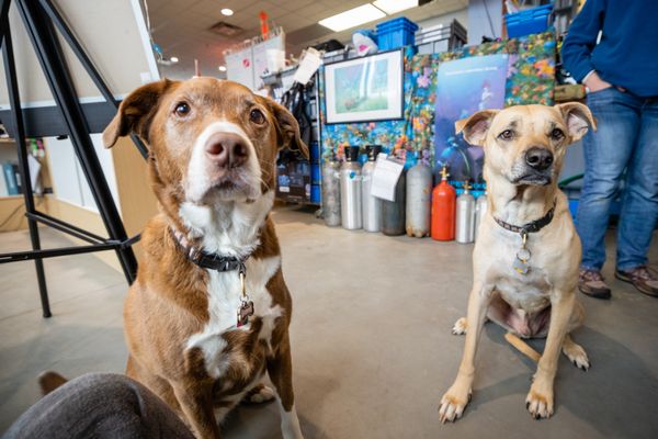 AQUATIC ADVENTURES OF MI - 31 Photos - 9996 E Highland Rd, Hartland