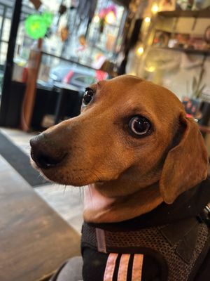 Ciao Bella Coffee by null