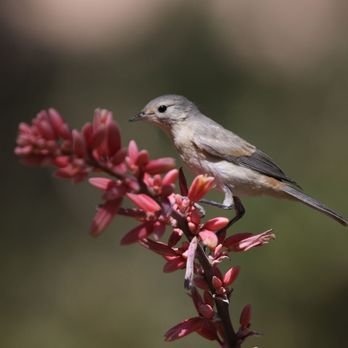 Tucson Botanical Gardens - Lucy Warbler ? - Botanical Gardens Near Me - Tucson, Arizona Tucson Botanical Gardens - Lucy Warbler ? - Botanical Gardens Near Me - Tucson, Arizona