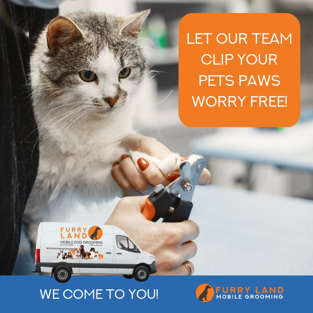 FURRY LAND MOBILE GROOMING 11 Photos Albuquerque, New Mexico Pet