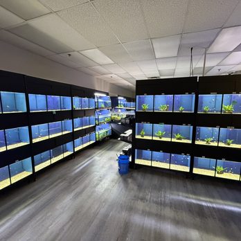 Tropical Exotics - Our freshwater plants - Local Fish Stores Near Me - Dale City, Virginia Tropical Exotics - Our freshwater plants - Local Fish Stores Near Me - Dale City, Virginia