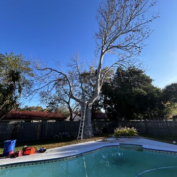 Dynamic Trees - Large tree - Tree Services Near Me
