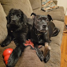 Daphne and Friday.