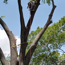 Paul's Tree Service