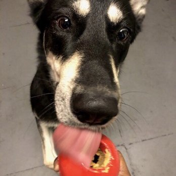 Barx Parx - Pet Training Near Me - Las Vegas, Nevada