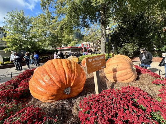 Dollywood's Splash Country by null