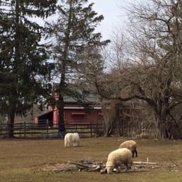 Pony and sheep Pony and sheep