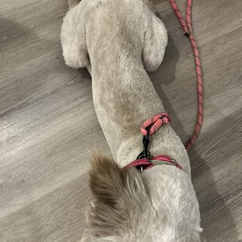 Just Paws Pet Salon - Cut too short - Pet Groomers Near Me - West St. Paul, Minnesota