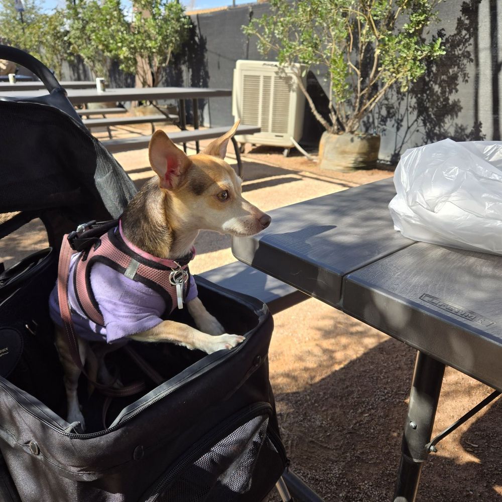 Sasquatcho Taco - Jasmine waiting for some burrito - Mexican Near Me - Mesa, Arizona Sasquatcho Taco - Jasmine waiting for some burrito - Mexican Near Me - Mesa, Arizona