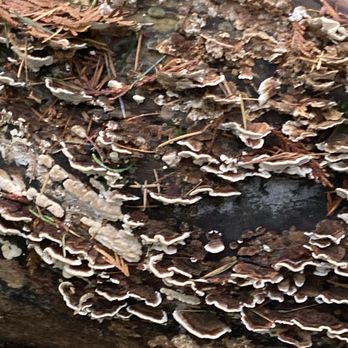 Forage Seattle - Turkey tail - Food Tours Near Me