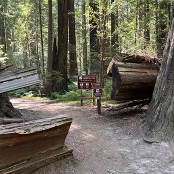 Founders Grove - Fallen tree cut to allow trail access - Parks Near Me - Weott, California Founders Grove - Fallen tree cut to allow trail access - Parks Near Me - Weott, California
