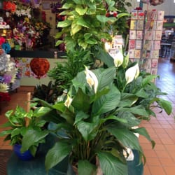 Flowers by David & Dorothy - Also sells big and small plants
