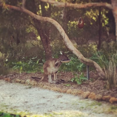 Llewellin's Guest House by null