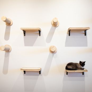 9 Whiskers Lounge - a cat sitting on a shelf - Themed Cafes Near Me - Katy, Texas