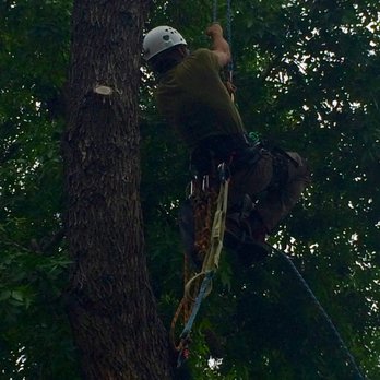 We Love Trees - Tree Services Near Me